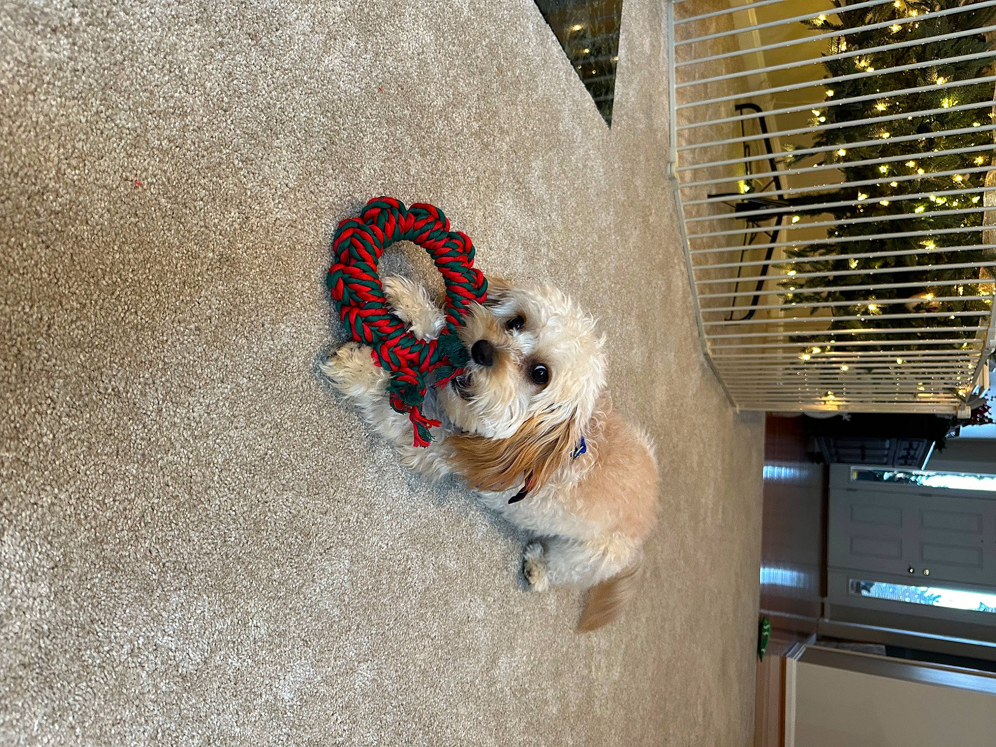 Bear joined the competition — help win amazing prizes! canidae, carnivore, collar, companion_dog, concrete, dog, dog_breed, dog_supply, fawn, flooring, fur, leash, pet_supply, road_surface, sidewalk, snout, sporting_group, tail, toy_dog, wood