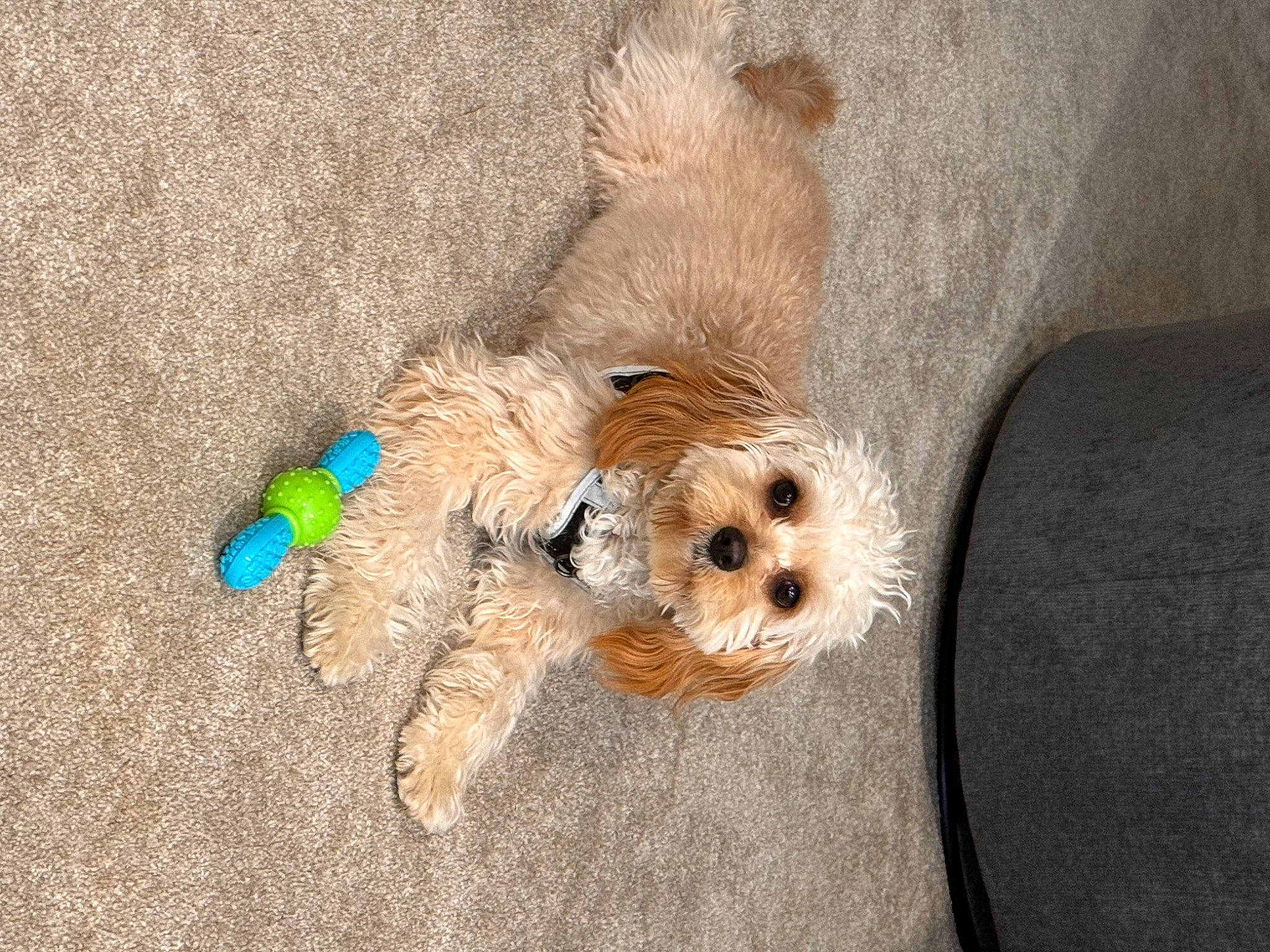 Bear joined the competition — help win amazing prizes! carnivore, cockapoo, comfort, companion_dog, dog, dog_breed, dog_clothes, dog_supply, fawn, fur, paw, small_terrier, sporting_group, stuffed_toy, tail, teddy_bear, terrier, toy, toy_dog, whiskers