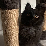 Brownie is registered to the contest to win money with this photo: black_kitten, cat, pet, scratching_post, fur, whiskers, curious, indoor, animal, cute, feline, young, playful, paws, ears, closeup, texture, soft, eye_contact, household