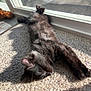 Brownie is registered to the contest to win money with this photo: cat, black_cat, carpet, sunlight, indoor, relaxing, sleeping, pet, feline, window, glass_door, shadow, cozy, animal, fur, domestic_animal, laying_down, resting, sunny, home