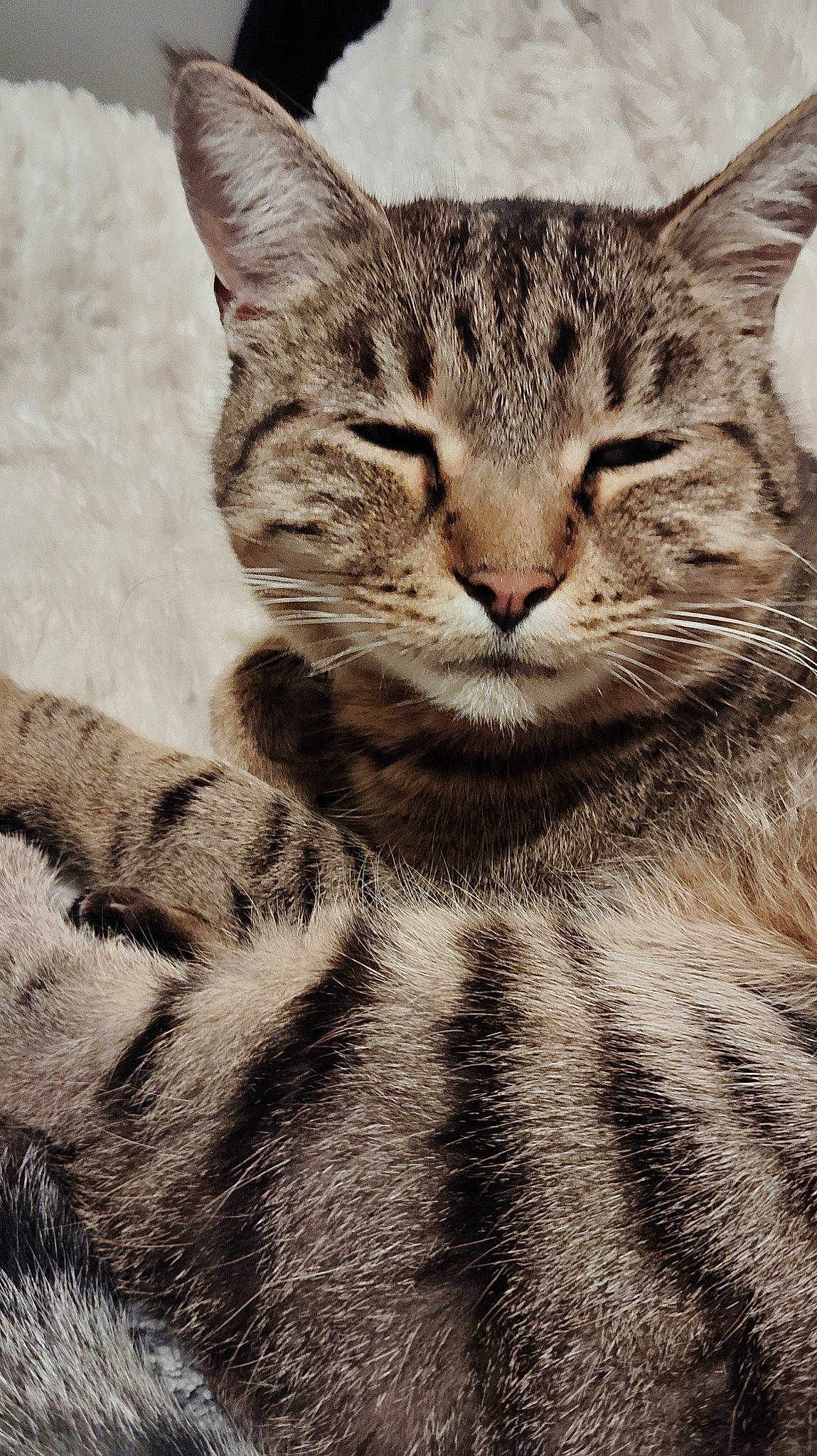 Symba a rejoint le concours — aidez-le/la à gagner de superbes lots ! carnivore, cat, claw, close_up, domestic_short_haired_cat, felidae, fur, gesture, monochrome, monochrome_photography, paw, photo_caption, sand, small_to_medium_sized_cats, snout, tail, terrestrial_animal, whiskers, wildlife