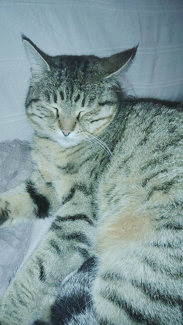 Symba participe au concours pour gagner de l'argent avec cette photo : art, carnivore, cat, claw, domestic_short_haired_cat, felidae, fur, pattern, paw, sitting, small_to_medium_sized_cats, snout, tail, terrestrial_animal, whiskers, wildlife