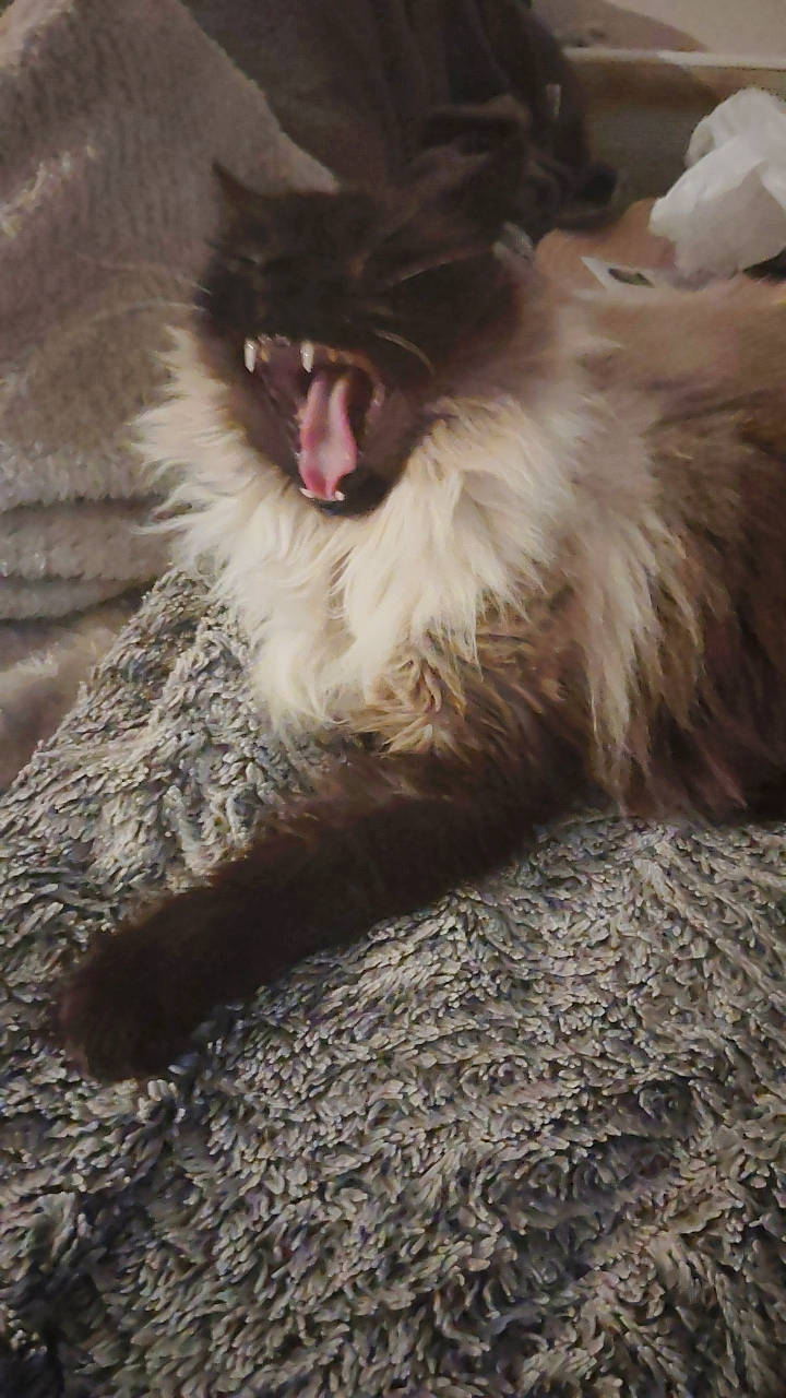 Vanille participe au concours pour gagner de l'argent avec cette photo : carnivore, cat, claw, dog_breed, fang, felidae, fur, paw, roar, shout, small_to_medium_sized_cats, tail, terrestrial_animal, whiskers, wildlife, wing, yawn