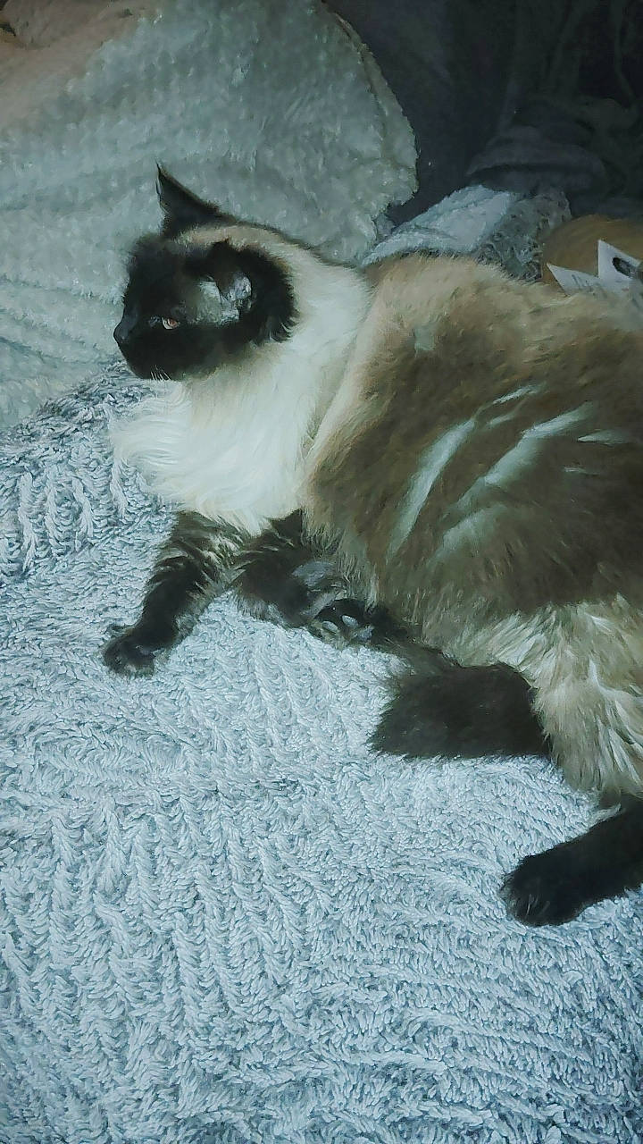 Vanille a rejoint le concours — aidez-le/la à gagner de superbes lots ! balinese, birman, carnivore, cat, claw, comfort, fawn, felidae, foot, fur, paw, shadow, siamese, small_to_medium_sized_cats, snout, tail, terrestrial_animal, thai, whiskers, wildlife