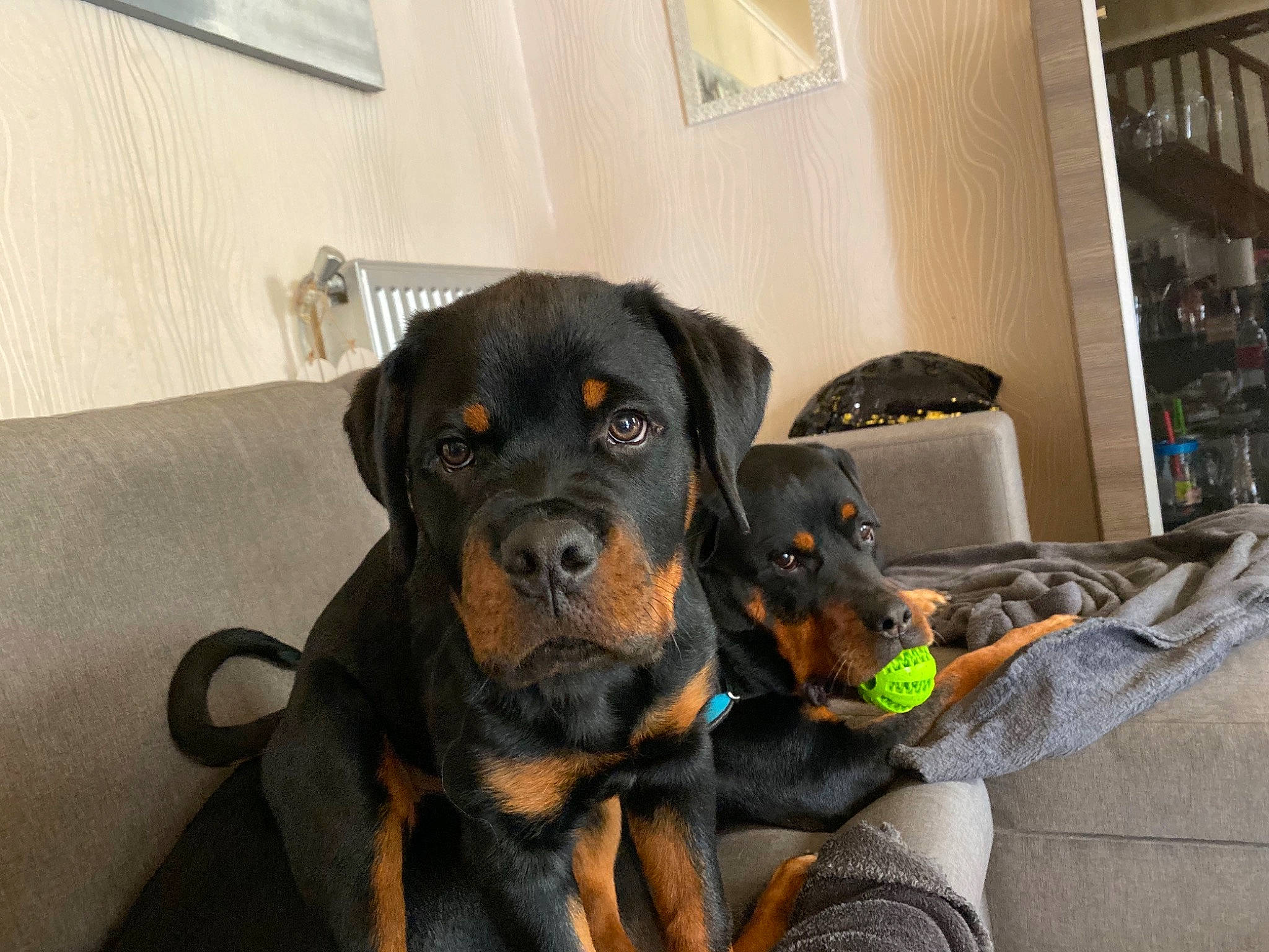 Pumbaa participe au concours pour gagner de l'argent avec cette photo : austrian_black_and_tan_hound, canidae, carnivore, comfort, companion_dog, couch, curtain, dog, dog_breed, flooring, fur, guard_dog, hunting_dog, picture_frame, rottweiler, shelf, snout, sporting_group, working_animal, working_dog