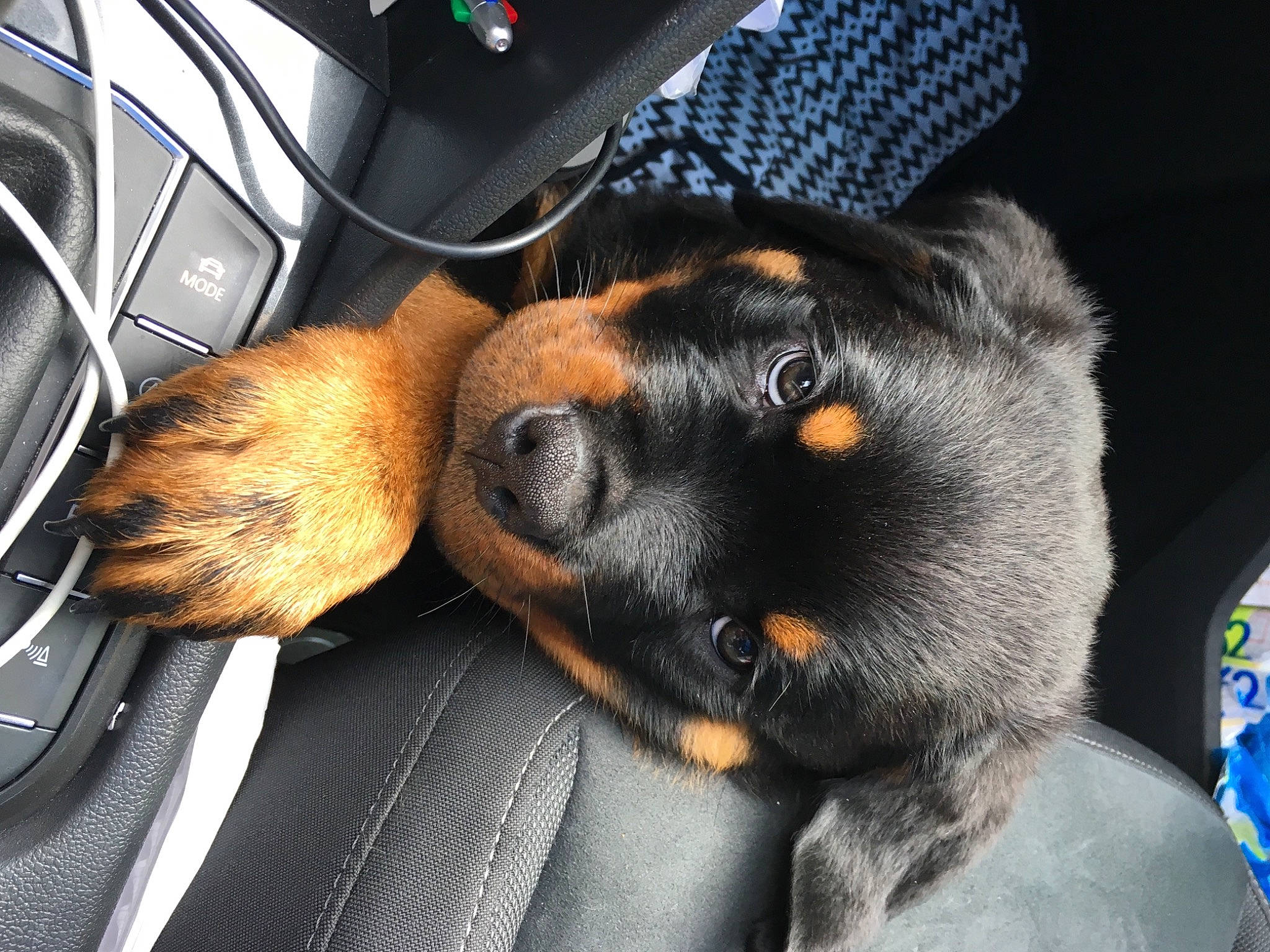 Pumbaa participe au concours pour gagner de l'argent avec cette photo : audio_equipment, auto_part, car, car_seat, carnivore, center_console, comfort, companion_dog, dog, dog_breed, fawn, fur, gear_shift, motor_vehicle, personal_luxury_car, steering_wheel, vehicle, vehicle_door, water_bottle, whiskers