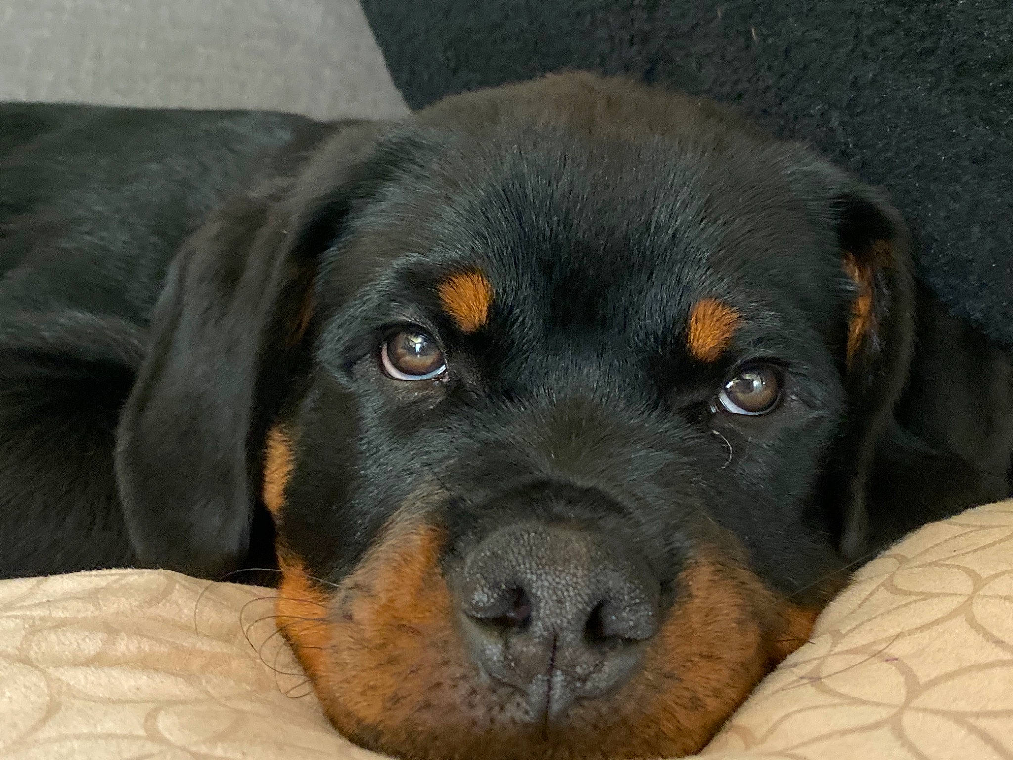 Pumbaa a rejoint le concours — aidez-le/la à gagner de superbes lots ! austrian_black_and_tan_hound, beaglier, bored, canidae, carnivore, companion_dog, dog, dog_breed, fur, hound, hunting_dog, rottweiler, snout, sporting_group, terrestrial_animal, whiskers, working_animal, working_dog