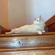 Puppy joined the competition — help win amazing prizes! animal, calm, cat, domestic_cat, feline, fluffy, fur, home, house, indoor, looking, mammal, paw, pet, quiet, relaxed, resting, stairs, white_cat, wooden_stairs