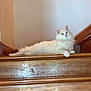 animal, calm, cat, domestic_cat, feline, fluffy, fur, home, house, indoor, looking, mammal, paw, pet, quiet, relaxed, resting, stairs, white_cat, wooden_stairs