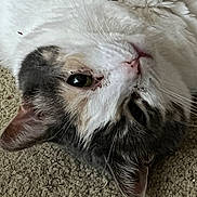 Dottie is registered to the contest to win money with this photo: cat, feline, pet, close_up, portrait, whiskers, fur, ear, nose, eye, carpet, lying_down, relaxed, indoor, sleeping, white_fur, grey_fur, calico, domestic_cat, playful