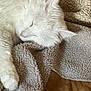 animal, blanket, cat, closeup, comfort, cozy, cute, feline, fur, indoor, paw, peaceful, pet, relaxation, resting, sleeping, soft, texture, warm, white_cat