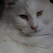 Snowball is registered to the contest to win money with this photo: cat, white_cat, fluffy, close_up, pet, animal, feline, relaxed, fur, whiskers, face, sleepy, cozy, indoor, cute, portrait, mammal, calm, resting, domestic_animal