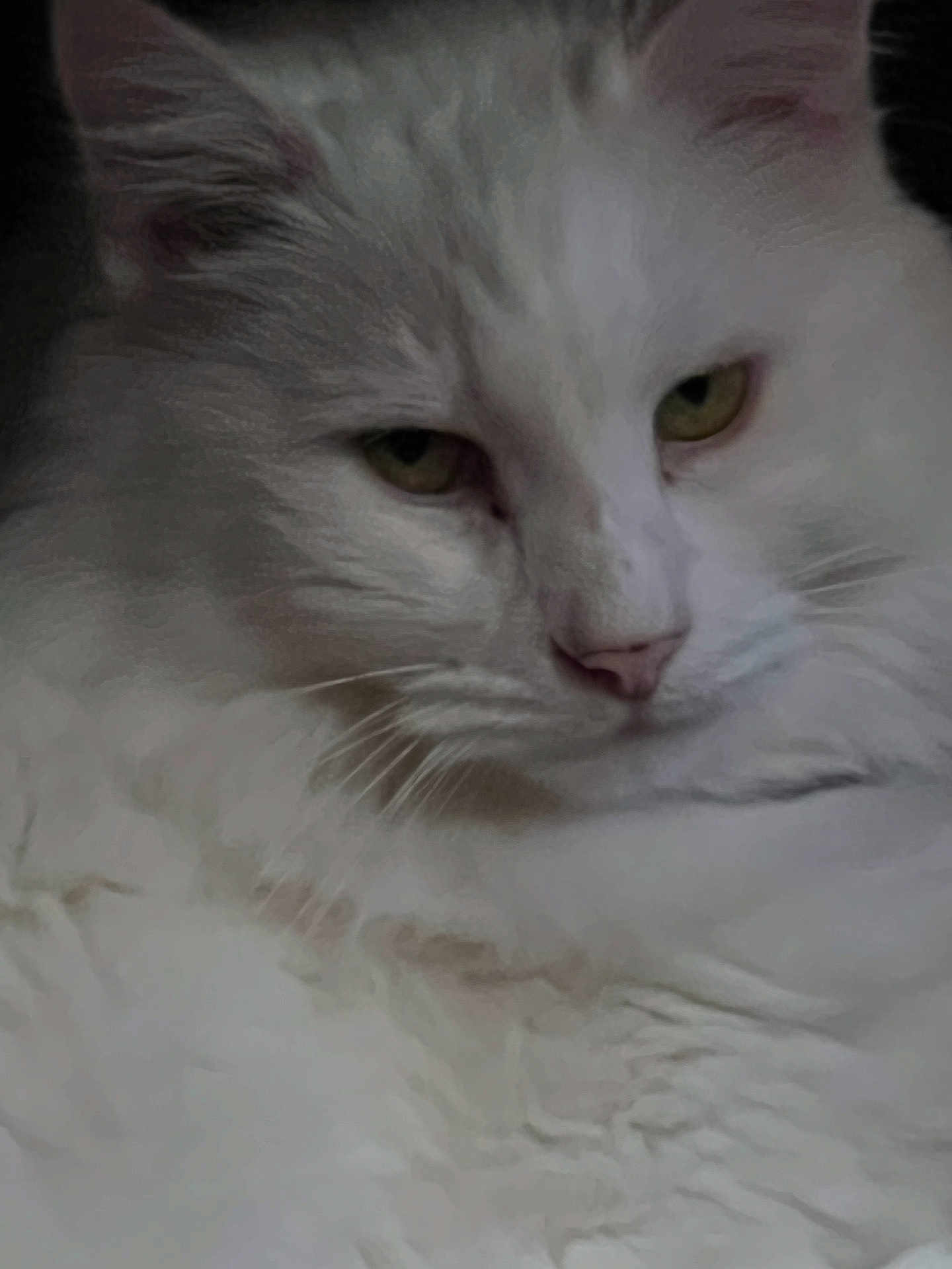 Snowball is registered to the contest to win money with this photo: cat, white_cat, fluffy, close_up, pet, animal, feline, relaxed, fur, whiskers, face, sleepy, cozy, indoor, cute, portrait, mammal, calm, resting, domestic_animal
