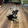 Polo joined the competition — help win amazing prizes! puppy, dog, black_and_tan, small_dog, sitting, indoors, wooden_floor, living_room, green_chairs, furniture, large_ears, mismatched_ears, short_coat, cute, pet, animal, portrait, staring, home, photography