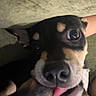 Polo joined the competition — help win amazing prizes! dog, puppy, black_and_tan, close_up, face, eyes, wide_eyes, tongue, nose, ears, muzzle, pet, animal, indoors, couch, blanket, cozy, portrait, funny, cute