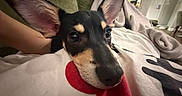 Polo is registered to the contest to win money with this photo: dog, puppy, black_and_tan, large_ears, wide_eyes, close_up, portrait, pet, indoors, bed, blanket, pillows, plush_toy, red_toy, cozy, bedroom, cute, playful, animal, photography