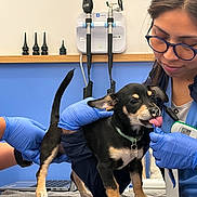 Polo joined the competition — help win amazing prizes! puppy, dog, veterinarian, veterinary_clinic, medical_exam, gloves, black_and_tan, tongue_out, collar, small_dog, animal_care, examination_table, medical_equipment, indoor, portrait, standing, cute, pet, healthcare, professional