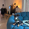 dog, puppy, black_and_tan, sitting, sofa, blue_couch, indoors, living_room, studio, harness, collar, pet, animal, portrait, furniture, tripod, mini_fridge, clothing_rack, lamp, brick_wall