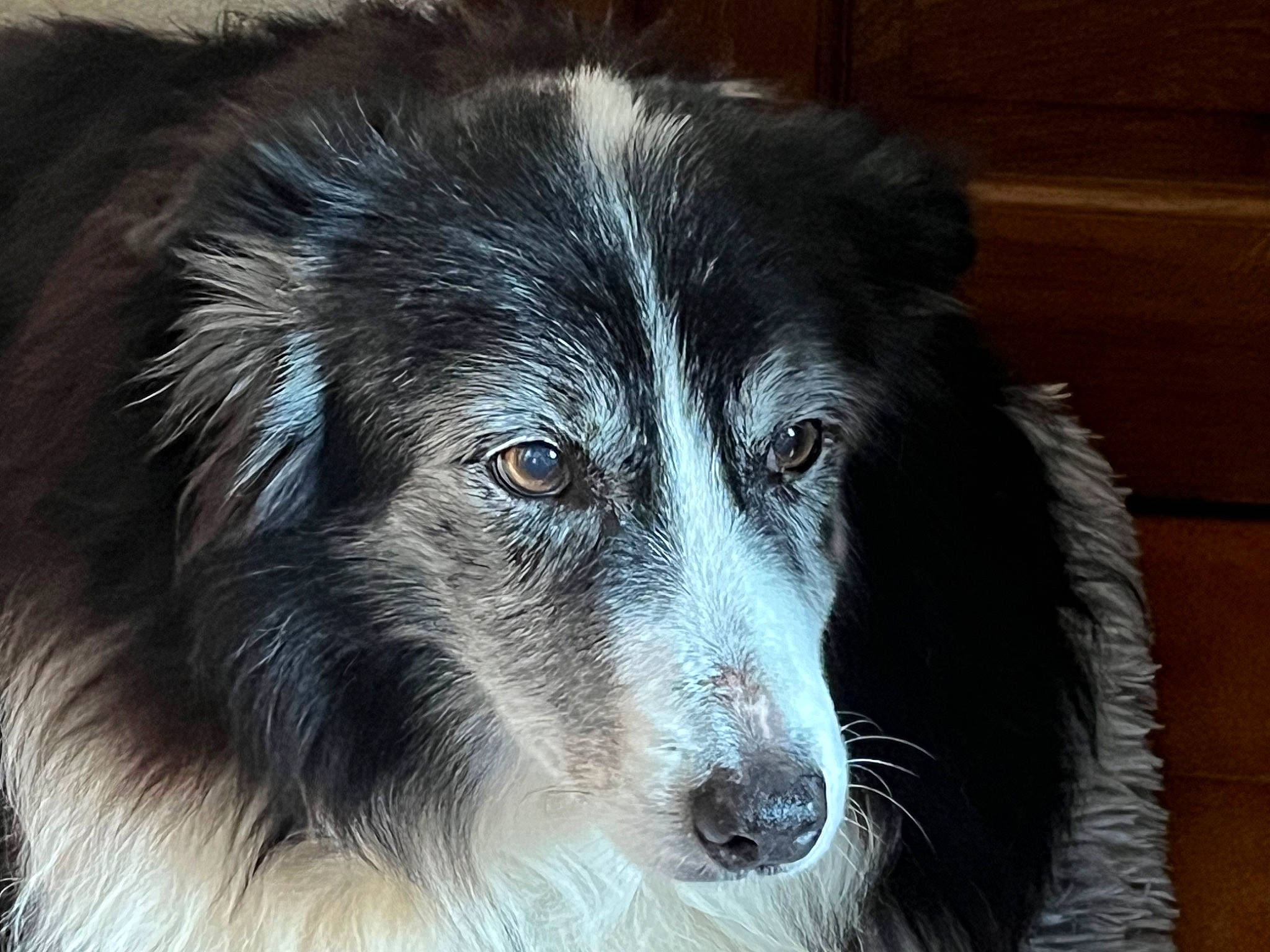 Era a rejoint le concours — aidez-le/la à gagner de superbes lots ! ancient_dog_breeds, australian_collie, border_collie, canidae, carnivore, companion_dog, dog, dog_breed, eye, fur, head, herding_dog, iris, snout, sporting_group, terrestrial_animal, whiskers, working_dog