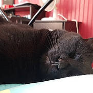 Ko-aku participe au concours pour gagner de l'argent avec cette photo : black, black_cat, carnivoran, cat, cat_like_mammal, chartreux, claw, fauna, fur, kitten, korat, mammal, russian_blue, small_to_medium_sized_cats, snout, whiskers