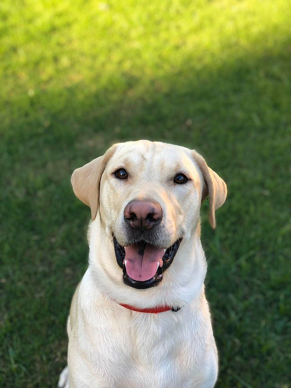 Harley joined the competition — help win amazing prizes! canidae, carnivore, companion_dog, dog, dog_breed, fawn, golden_retriever, grass, hunting_dog, labrador_retriever, mammal, nose, pointing_breed, puppy, retriever, snout, sporting_group, tail, tongue, vertebrate