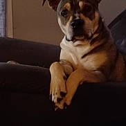 Kujo is registered to the contest to win money with this photo: dog, pet, canine, portrait, sitting, crossed_paws, couch, indoors, home, brown_fur, white_chest, black_fur, floppy_ears, short_hair, looking_at_camera, relaxed, serious_expression, animal, furniture, low_light