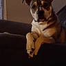 dog, pet, canine, portrait, sitting, crossed_paws, couch, indoors, home, brown_fur, white_chest, black_fur, floppy_ears, short_hair, looking_at_camera, relaxed, serious_expression, animal, furniture, low_light