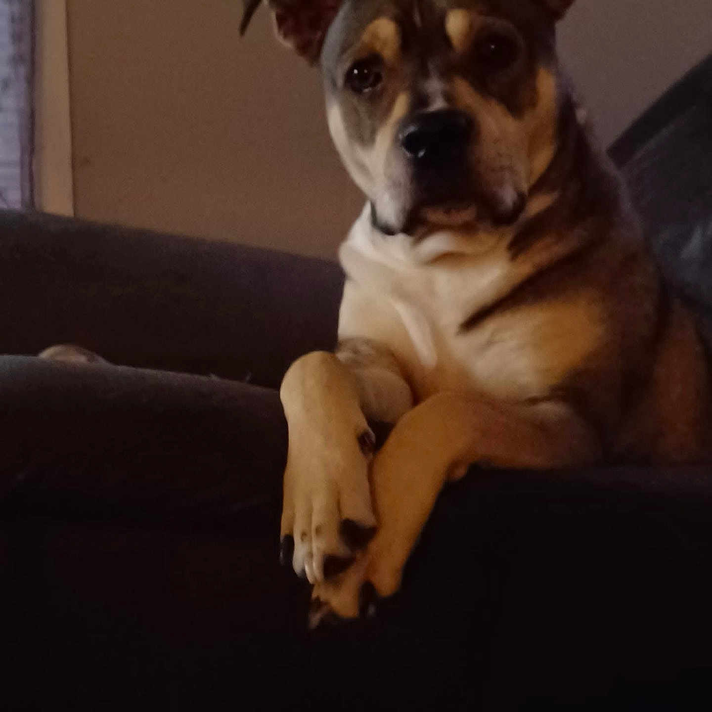 Kujo