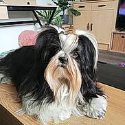 Tina participe au concours pour gagner de l'argent avec cette photo : dog, long_hair, black_and_white, indoor, table, wooden_table, houseplant, furniture, living_room, pet, curious, fluffy, cozy, pink_pillow, decor, domestic_animal, canine, animal, fur, relaxed
