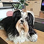 dog, long_hair, black_and_white, indoor, table, wooden_table, houseplant, furniture, living_room, pet, curious, fluffy, cozy, pink_pillow, decor, domestic_animal, canine, animal, fur, relaxed