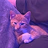 Plenty is registered to the contest to win money with this photo: kitten, cat, orange_tabby, pet, animal, cute, feline, paws, cuddling, purple_lighting, indoor, cozy, resting, young_cat, fur, whiskers, person, clothing, lap, relaxed