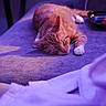 Plenty joined the competition — help win amazing prizes! cat, sleeping, orange_tabby, indoor, purple_light, cozy, feline, resting, pet, animal, soft_surface, relaxation, whiskers, paw, cute, quiet, domestic_cat, fur, calm, nap