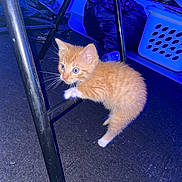 Plenty is registered to the contest to win money with this photo: kitten, cat, orange_cat, blue_eyes, indoor, carpet, chair, metal, laundry_basket, black, floor, pet, cute, small, animal, feline, climbing, whiskers, paw, curious