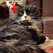Jude is registered to the contest to win money with this photo: cat, fluffy, black_and_white, whiskers, tongue_out, pet, indoor, couch, pillow, living_room, furniture, relaxed, cute, animal, fur, close_up, eyes, face, home, resting
