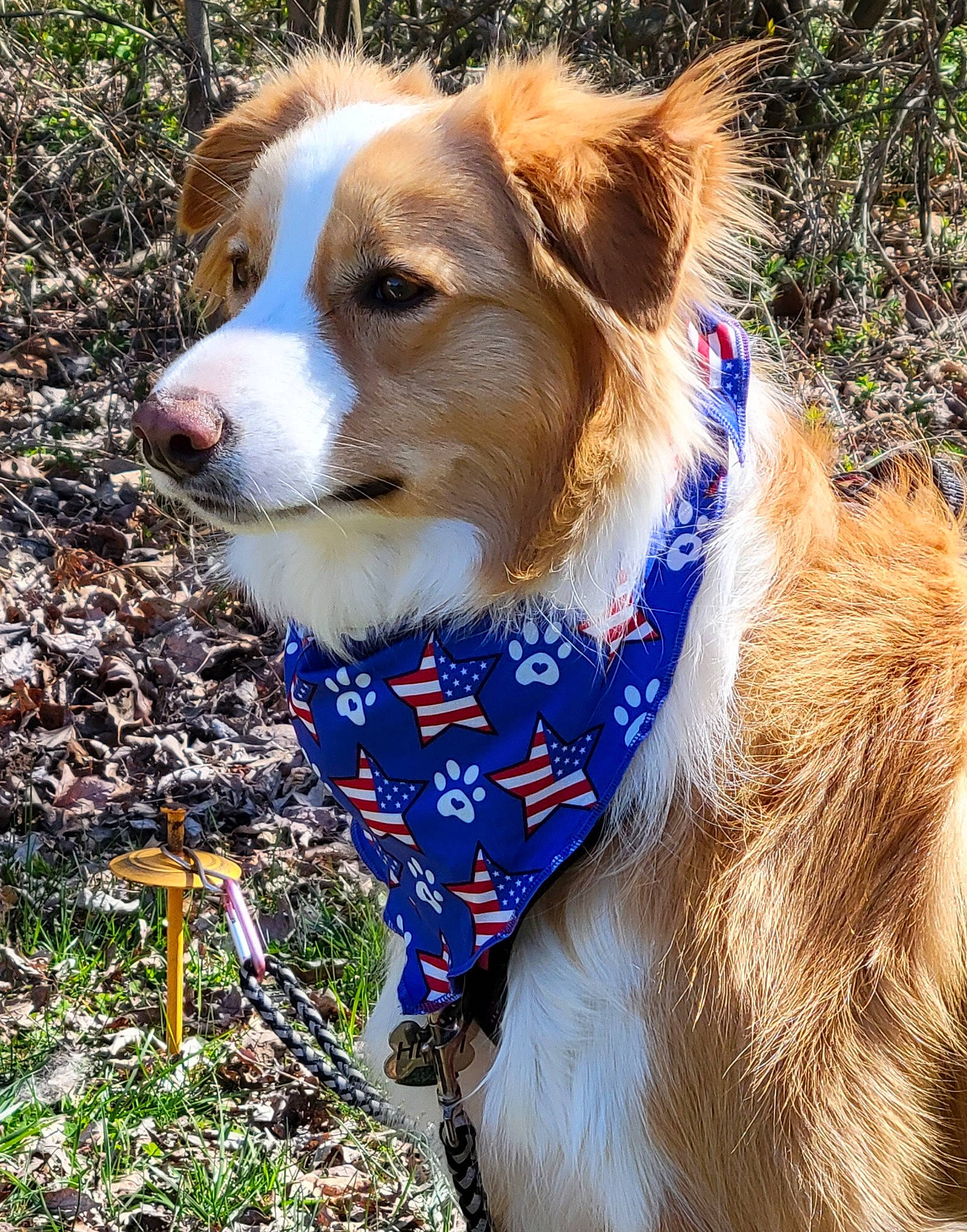 Heidi joined the competition — help win amazing prizes! adventure, canidae, carnivore, collar, companion_dog, dog, dog_breed, dog_clothes, dog_supply, electric_blue, fawn, fur, grass, herding_dog, plant, snout, sporting_group, whiskers, working_animal, working_dog