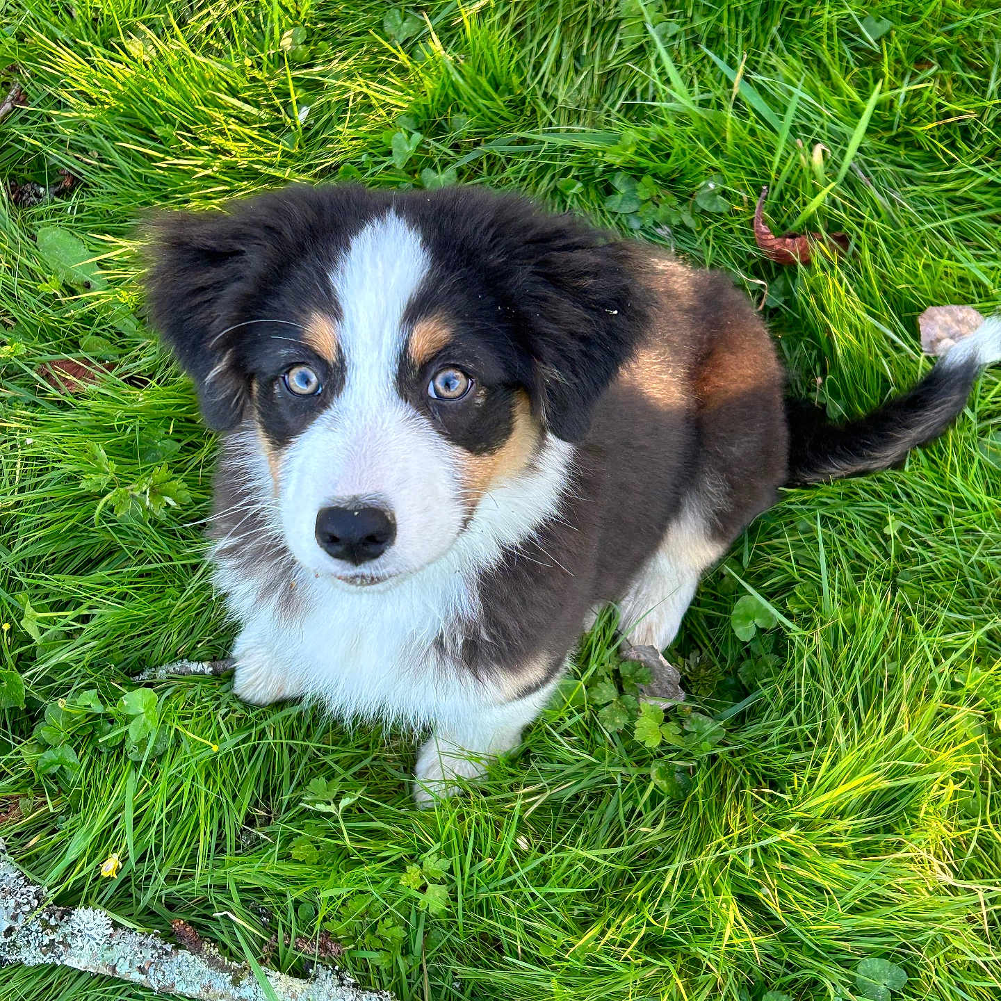 Alba participe au concours pour gagner de l'argent avec cette photo : accessories, animal, canine, collie, dog, field, grass, grassland, green, hound, husky, lawn, nature, outdoors, person, pet, plant, puppy, strap, vegetation