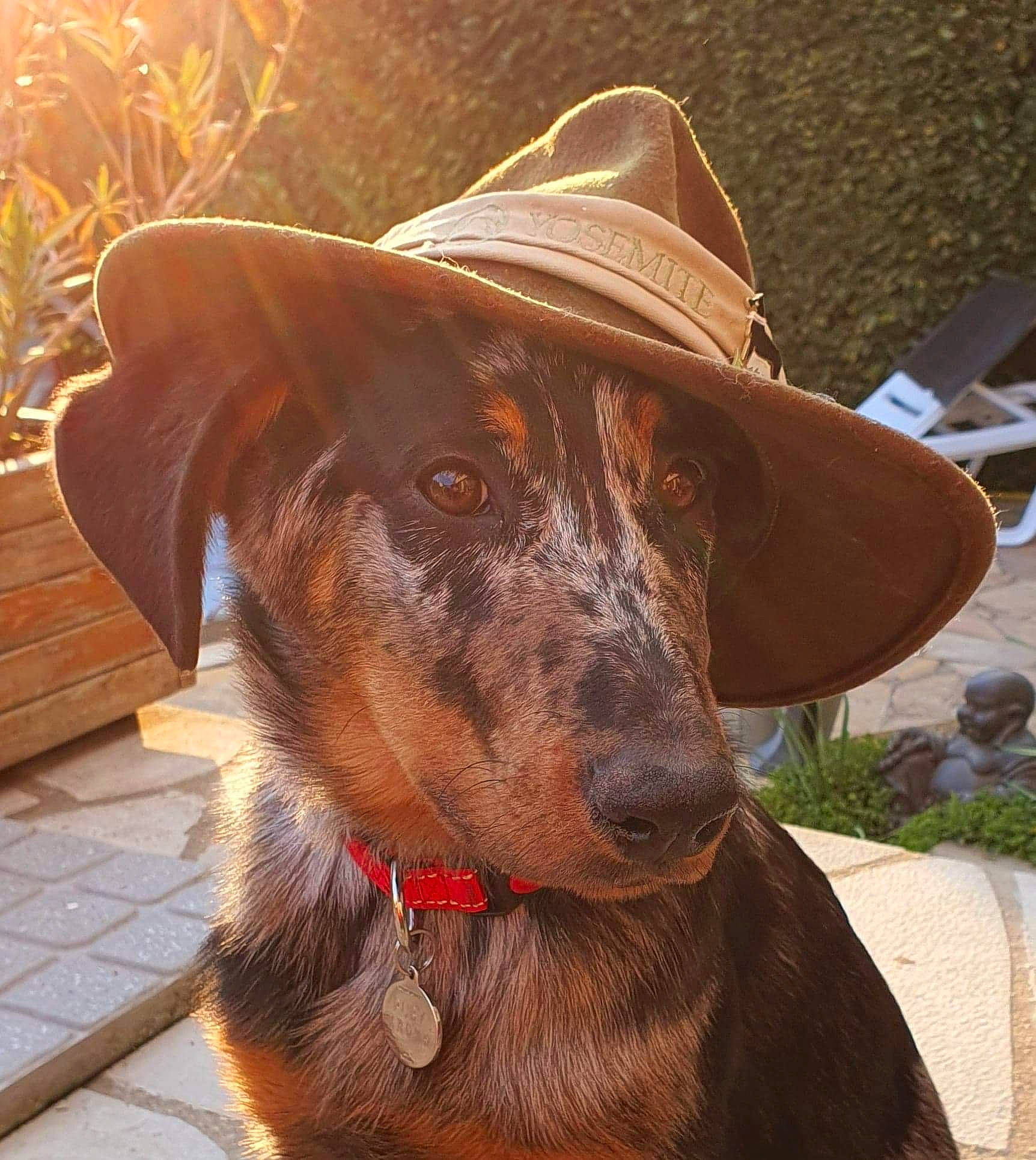 Ruby a rejoint le concours — aidez-le/la à gagner de superbes lots ! brown, canidae, carnivore, collar, companion_dog, dog, dog_breed, dog_collar, eye, fawn, fur, hat, head, liver, plant, snout, sporting_group, sun_hat, whiskers, working_animal