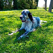 Rio a rejoint le concours — aidez-le/la à gagner de superbes lots ! dog, english_setter, speckled_fur, black_and_white, long_hair, floppy_ears, lying_down, grass, meadow, park, outdoor, nature, sunlight, trees, greenery, animal_portrait, pet, canine, relaxed, daylight