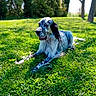 dog, english_setter, speckled_fur, black_and_white, long_hair, floppy_ears, lying_down, grass, meadow, park, outdoor, nature, sunlight, trees, greenery, animal_portrait, pet, canine, relaxed, daylight