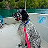 Rio participe au concours pour gagner de l'argent avec cette photo : dog, boat, water, lake, nature, outdoors, landscape, mountains, forest, trees, rocky_hills, speckled_fur, long_hair, blue_collar, pink_leash, sitting, profile, open_air, scenic, travel