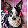 Angel is registered to the contest to win money with this photo: big_ears, black_and_white, bow, chihuahua_like, close_up, collar, costume, cute, dog, dress, fabric, fur, indoors, nose, pet, pink_background, portrait, round_eyes, small_dog, whiskers