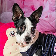 Angel joined the competition — help win amazing prizes! bed, big_eyes, black_and_white, chihuahua, close_up, collar, cushion, cute, dog, dog_clothing, ears_up, fur, indoor, nose, pet, pink_background, plush_toy, portrait, small_dog, tongue_out