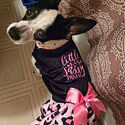 Angel is registered to the contest to win money with this photo: animal, black_and_white_dog, canine, collar, costume, curious_eyes, cute, dog, domestic_animal, dress, floor, furry, home, indoor, looking_up, patterned_fabric, pet, pet_clothing, pink_bow, small_dog