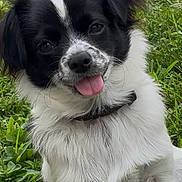 Eddie is registered to the contest to win money with this photo: animal, black_and_white, canine, close_up, collar, cute, dog, fluffy_fur, friendly, fur, grass, happy, head_tilt, nature, outdoor, pet, playful, portrait, small_dog, tongue_out