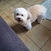 Aloha a rejoint le concours — aidez-le/la à gagner de superbes lots ! dog, indoor, tile_floor, happy, pet, fluffy, small_dog, looking_up, cream_color, white_color, fur, canine, domestic_animal, floor, rug, couch, furniture, home, animal, companion