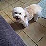 dog, indoor, tile_floor, happy, pet, fluffy, small_dog, looking_up, cream_color, white_color, fur, canine, domestic_animal, floor, rug, couch, furniture, home, animal, companion