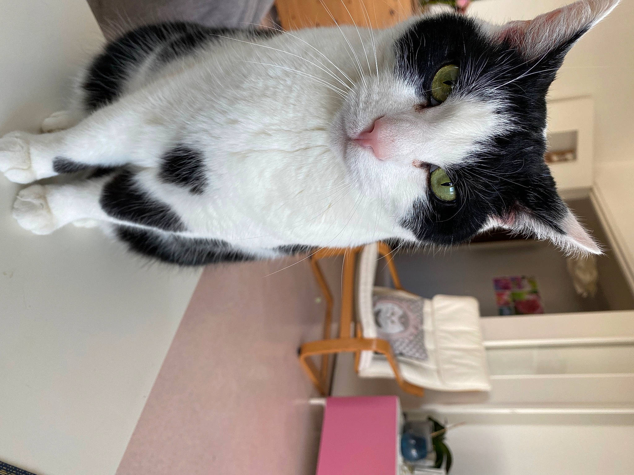 Chacha a rejoint le concours — aidez-le/la à gagner de superbes lots ! carnivore, cat, cat_supply, collar, domestic_short_haired_cat, felidae, fur, paw, room, shelf, small_to_medium_sized_cats, tail, whiskers