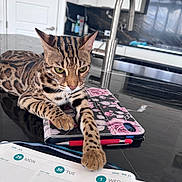Micio Mio is registered to the contest to win money with this photo: cat, bengal_cat, pet, animal, striped_fur, spotted_fur, green_eyes, whiskers, paws, lying_down, relaxed, kitchen, countertop, faucet, sink, tablet, floral_case, calendar, indoor, portrait