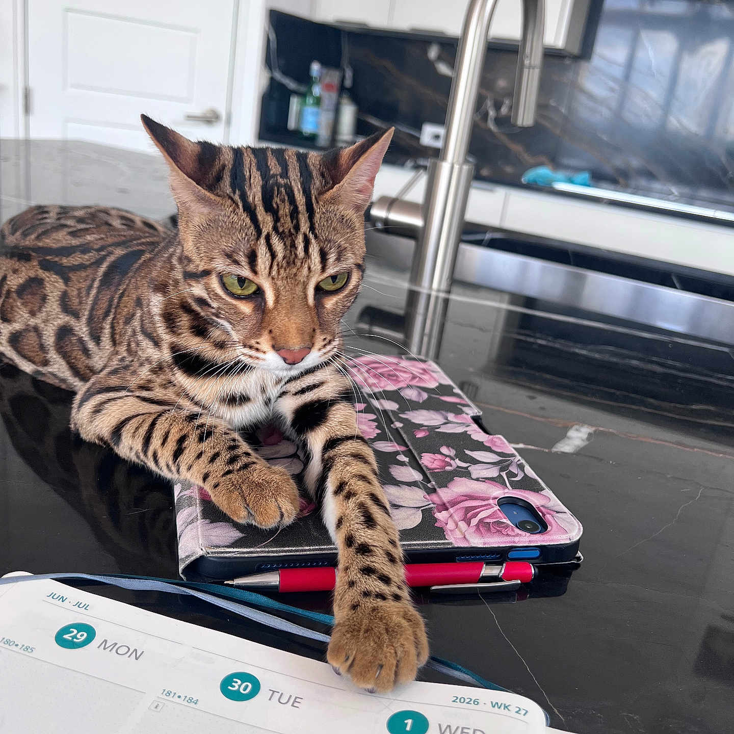 Micio Mio is registered to the contest to win money with this photo: cat, bengal_cat, pet, animal, striped_fur, spotted_fur, green_eyes, whiskers, paws, lying_down, relaxed, kitchen, countertop, faucet, sink, tablet, floral_case, calendar, indoor, portrait
