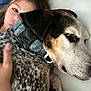 Vinnie is registered to the contest to win money with this photo: dog, person, collar, close_up, indoor, snuggling, face, pet, animal, spotted, fur, young_person, couch, relaxed, bond, hand, casual, friendship, comfort, resting